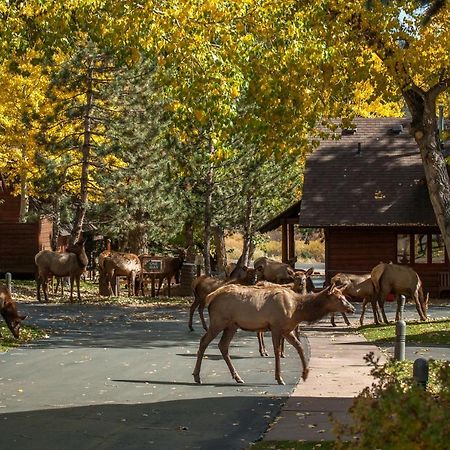 Rams Horn Village Resort Estes Park Exterior foto